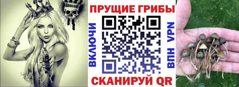 Купить закладки  Кашин  Галлюциногенные грибы Psilocybine cubensis 